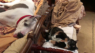 Funny Cat Tries to Impress Sleepy Great Dane