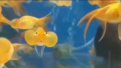 These cheeky fish are so very cute