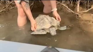 Une famille vole au secours d'une tortue en Australie