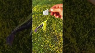 Would this BUZZBAIT catch BASS???