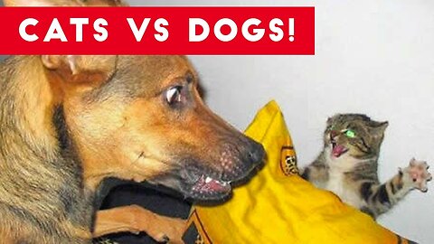 Funny cats vs dogs🐶🐱 best friends or enemies?new funniest animals videos