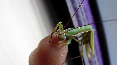 Praying Mantis eats my finger