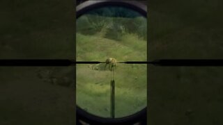 VITAL SHOTS 17 🦌🎯 - Way of the Hunter Animal Reactions #shorts