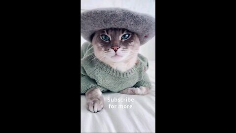 OMG So Cute Cats ♥ Best Funny Cat Videos #Shorts