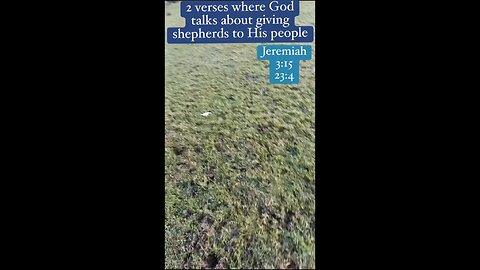 The Lord is going to give us shepherds. #jeremiah 3:15 23:4 come to Jesus #sheep #shorts #God