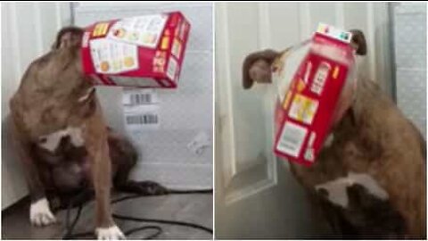 Dog tries to steal food and gets head stuck in box