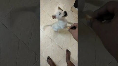 Labrador puppy learns to jump #shorts