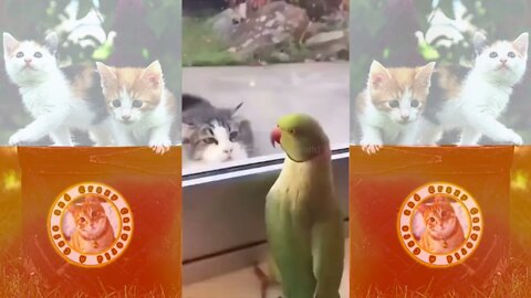 Funny Cats! 😹 When a Kitty Is EXCITED to See Their ‘Best Friend’! 😻🤗 (#129) #Clips