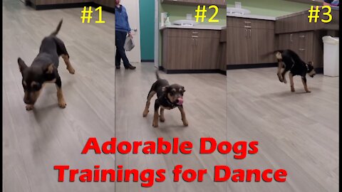 Adorable Dogs Trainings for Dance