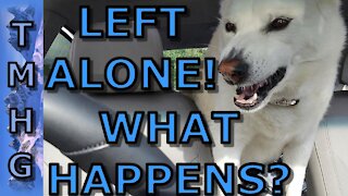Leaving Your Dog Alone In The Car