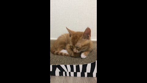 baby cat sleeping