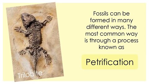 Forming Fossils | Science Activities | Hands-On Education