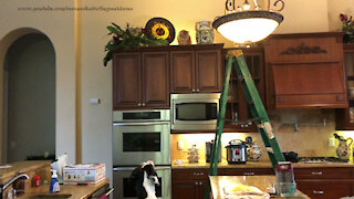 Great Dane Watches Ladder Loving Cat Stroll Across Kitchen Cabinets