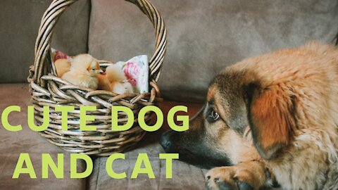 Cat dog playing , cat and dog video
