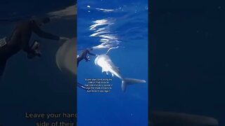 What You Should Do If A Tiger Shark Approaches You andriana marine (tiktok)