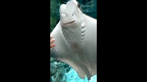 Sting ray smiles for the camera