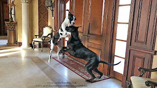 Funny Dancing Great Dane Watch Dogs