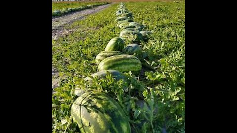 carrying watermelon on the truck