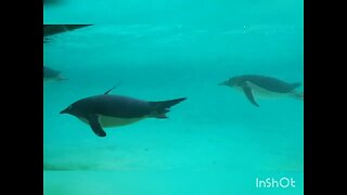 Happy penguins swimming in aquarium