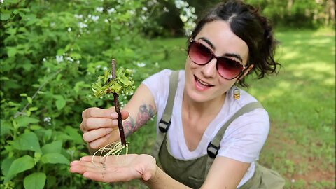 Growing a Medicinal Forest