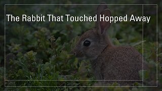 The Rabbit That Touched Hopped Away