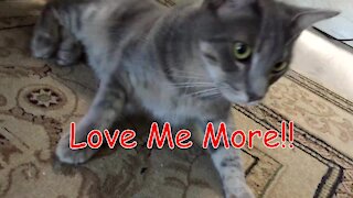 Cat-nanny - Love me More and More