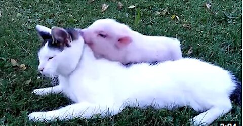 Cute Cats and Pigs become best friends 🐷😺 Funny Cat Videos