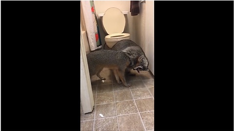Unlikely animal friendships: Fox & raccoon wrestling match!