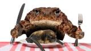 Rare Pic of Toad's Dinner