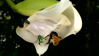 Bright green orchid bees filmed in Ecuadorian rainforest