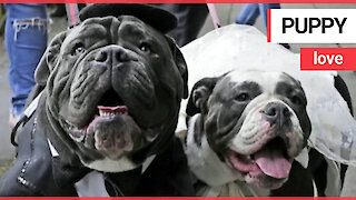 Two love-up bulldogs exchange ‘bow vows’ at their wedding