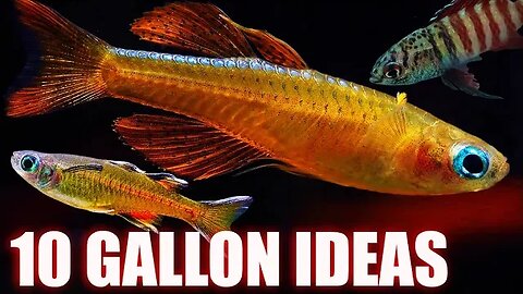 5 Unique Colorful Fish Options for 10 Gallon Aquariums