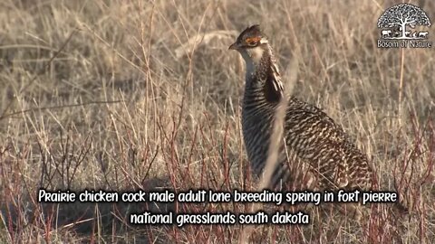 Prairie chicken cock male adult lone breeding spring in fort pierre national grasslands south dakota