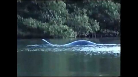 Loch Ness Monster Caught On Tape (In Real Life FOOTAGE) Nessie Monster