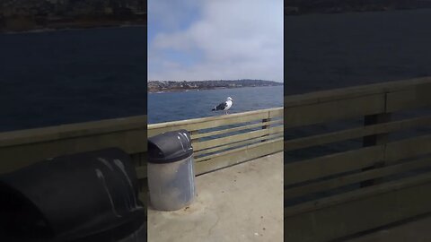 Seagull at Ocean Beach Pier!