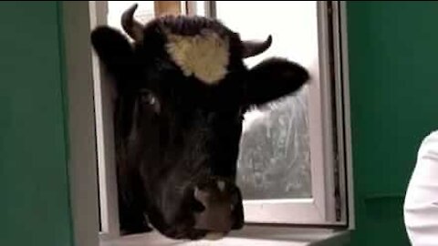 Inquisitive cow joins veterinary class!