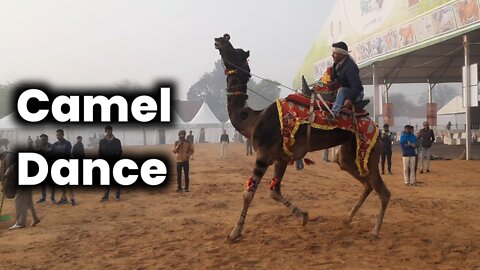 Camels funny dance video !! Rajasthani camel famous dance