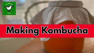 How to MAKE Kombucha- Part 1