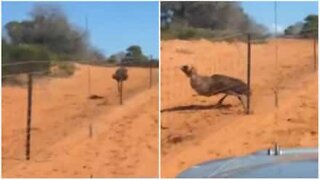 Emu's epic fail in race against car