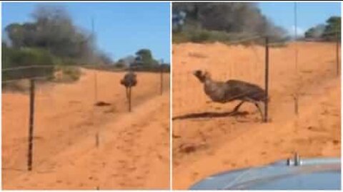 Emu's epic fail in race against car