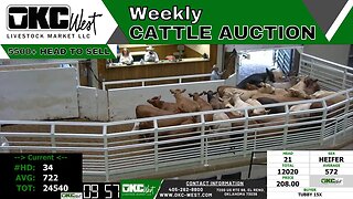 5/31/2023 - OKC West Calf & Feeder Auction