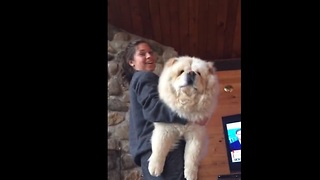 Giant fluffy dog loves to be held