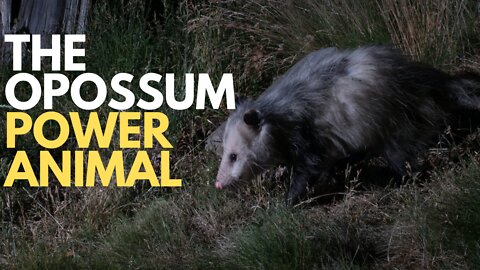 The Opossum Power Animal