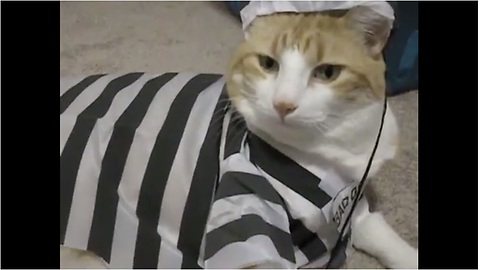 Feline Felon Models Prisoner Outfit