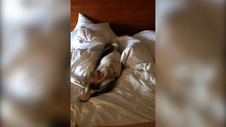 Despite His Owner's Urges, This Sleepy Pup Refuses To Wake Up