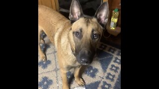 Dog learns to speak when ask to.