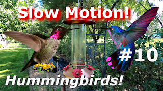 JEDI Speed Hummingbird FAMILY FIGHT Cam Slow Motion Beautiful Birds in flight #10