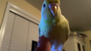 Our Parakeet
