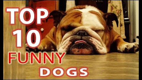 Top 10 dogs funny