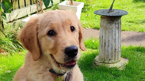 Golden Retriever puppy's FIRST TIME in the Garden!